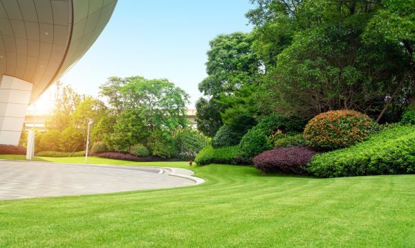 Commercial Shrub Trimming in Windsor