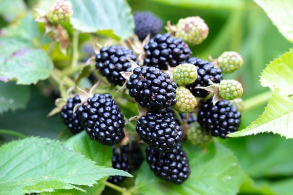 Blackberry Bush Removal in Windsor