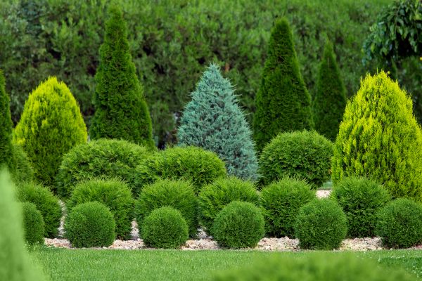 Bush Shaping Service in Windsor