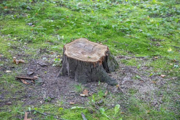 Bush Stump Removal in Windsor