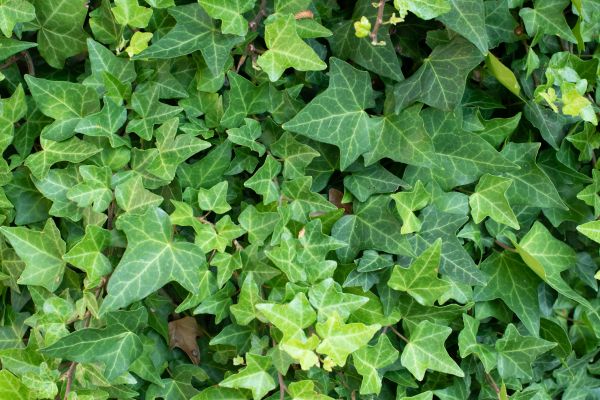 English Ivy Removal in Windsor