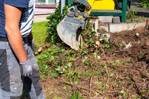 Hedge Removal Service in Windsor