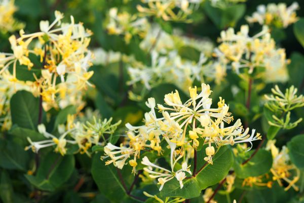 Honeysuckle Removal in Windsor