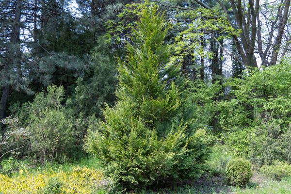 Juniper Pruning in Windsor