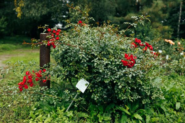 Rose Bush Removal in Windsor