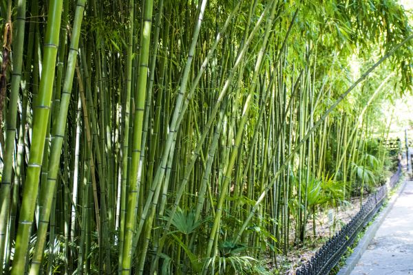 Bamboo Root Removal in Windsor