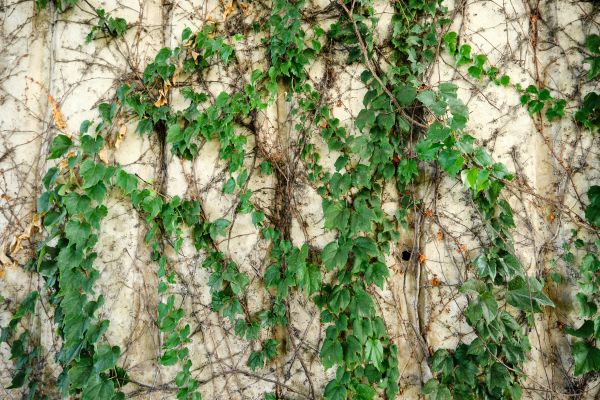 Vine Removal Service in Windsor