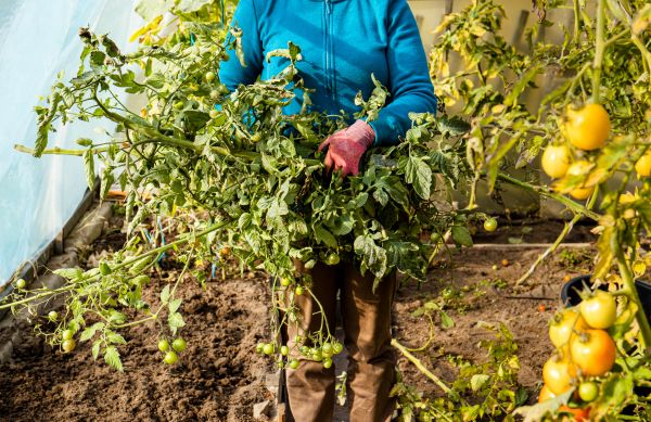 Garden Plant Removal in Windsor