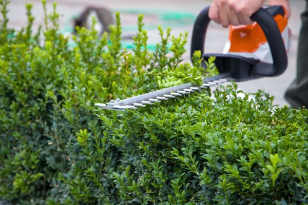 Hedge Shearing in Windsor