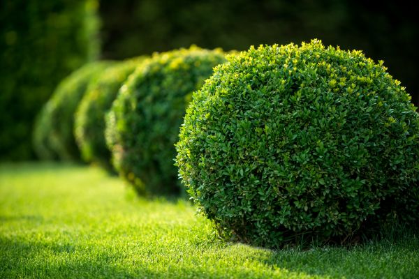 Cost of Bush Pruning in Windsor