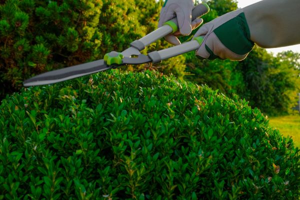 Topiary Shearing in Windsor