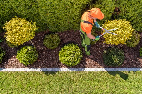 Topiary Trimming in Windsor