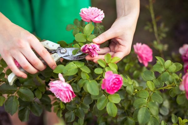 Rose Shearing in Windsor