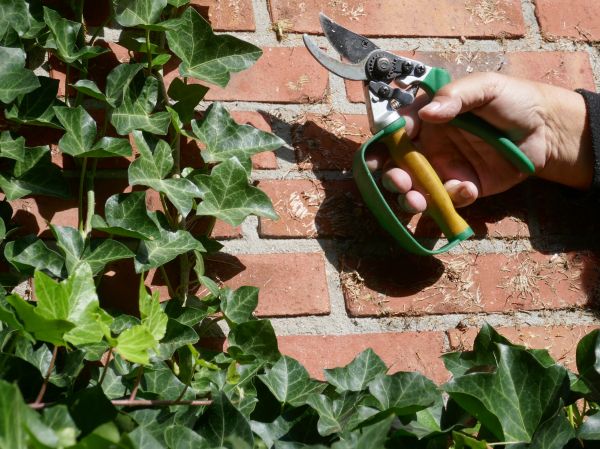 Ivy Removal Service in Windsor