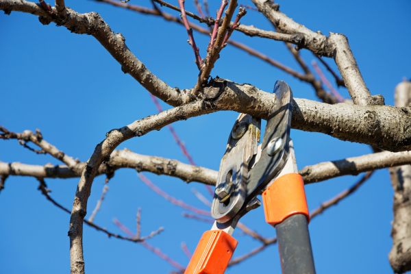 Selective Pruning in Windsor