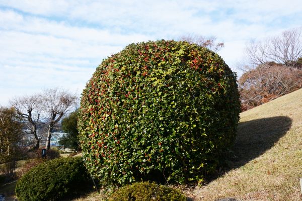 Holly Trimming in Windsor
