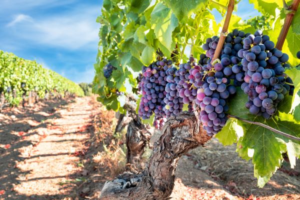 Cost of Grapevine Pruning in Windsor