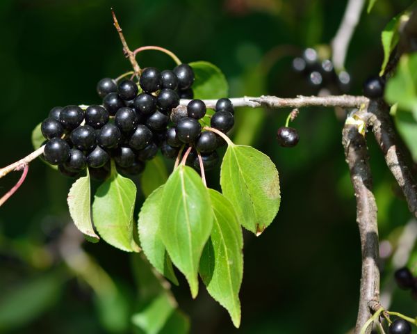Buckthorn Removal in Windsor