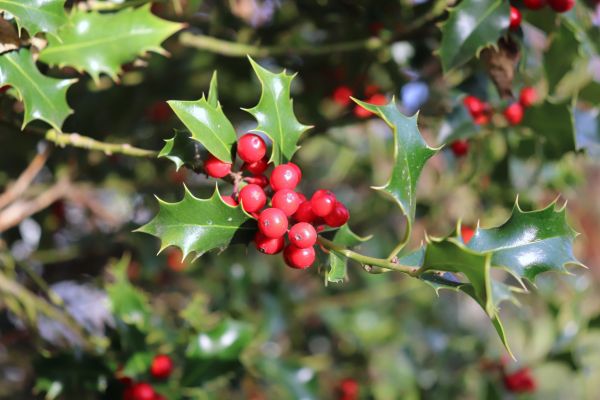 Holly Tree Trimming in Windsor