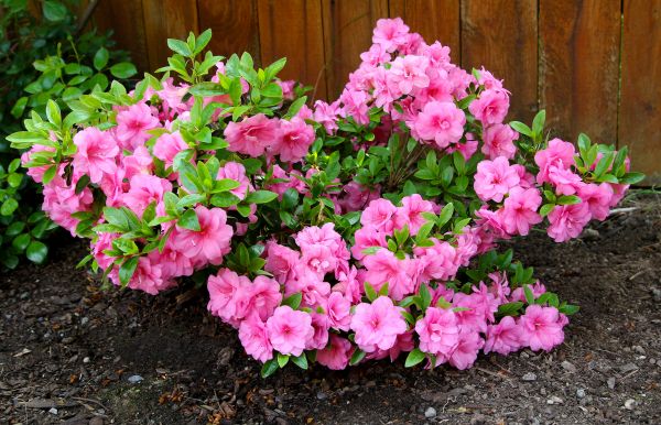 Azaleas Removal in Windsor