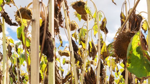 Dead Plant Removal in Windsor