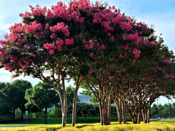 Cost of Crepe Myrtle Pruning in Windsor