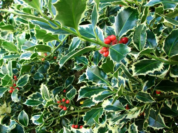 Holly Bushes Trimming in Windsor