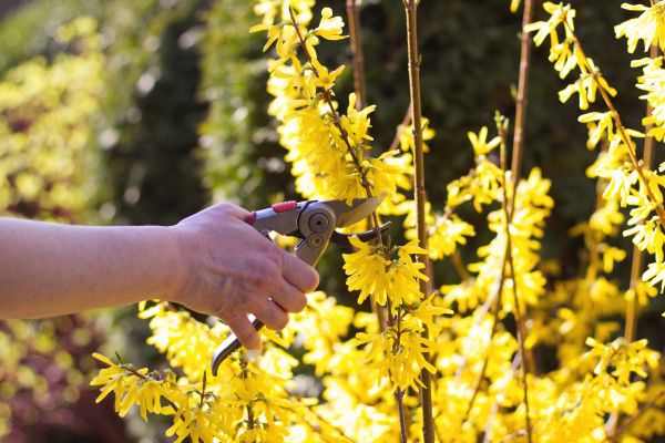 Forsythia Pruning in Windsor