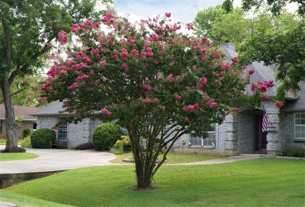 Crepe Myrtle Trimming in Windsor