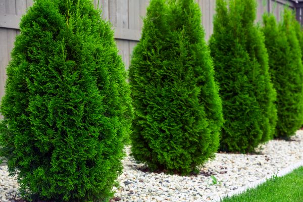 Arborvitae Removal in Windsor