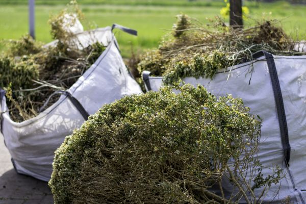 Cost of Shrubs Removal in Windsor
