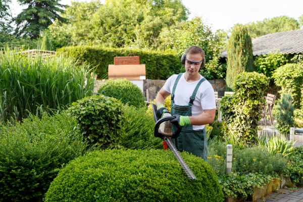 Shrubs Trimming in Windsor