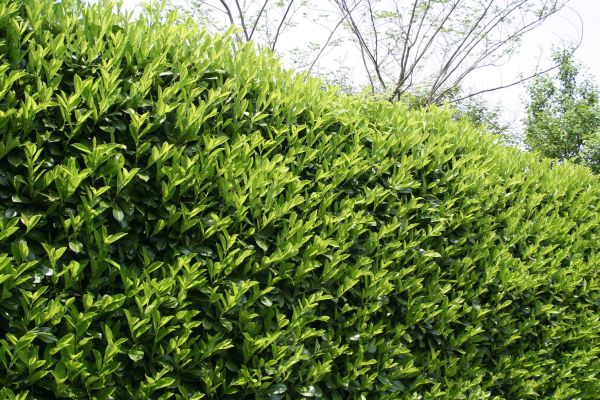 Laurel Shrub Removal in Windsor