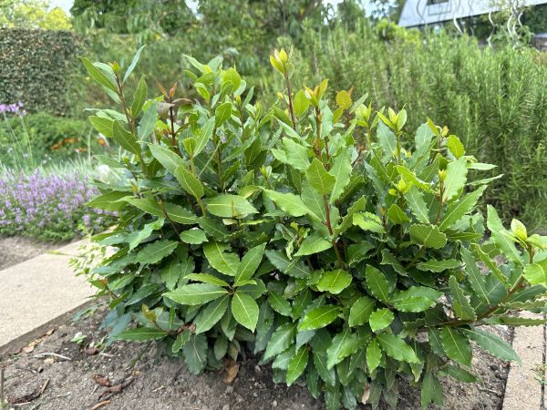 Laurel Hedge Removal in Windsor