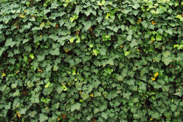 Ivy Pruning service in Windsor