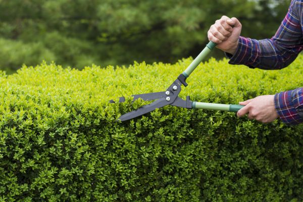 Evergreen Shrub Pruning in Windsor