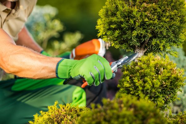 Landscape Pruning Service in Windsor