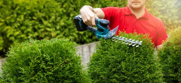 Hedge Shaping Service in Windsor