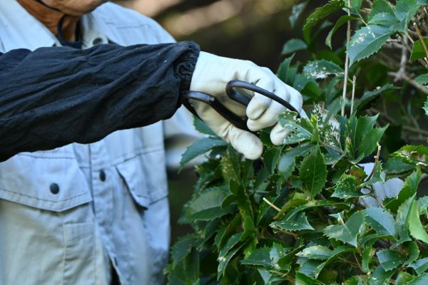 Holly Pruning in Windsor