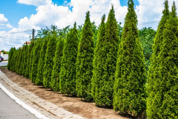Arborvitae Shearing in Windsor