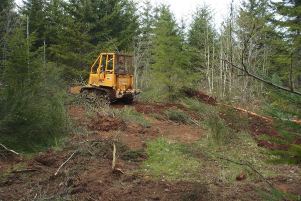Shrubbery Clearing in Windsor