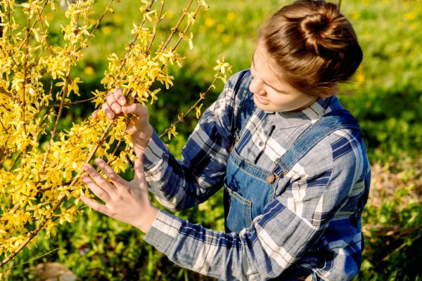Forsythia Trimming in Windsor