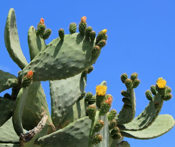 Cactus Removal in Windsor