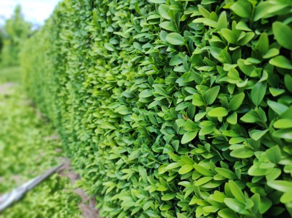 Cost of Boxwood Pruning in Windsor