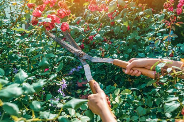 Knockout Roses Pruning in Windsor