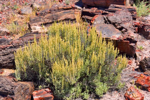 Sagebrush Removal in Windsor
