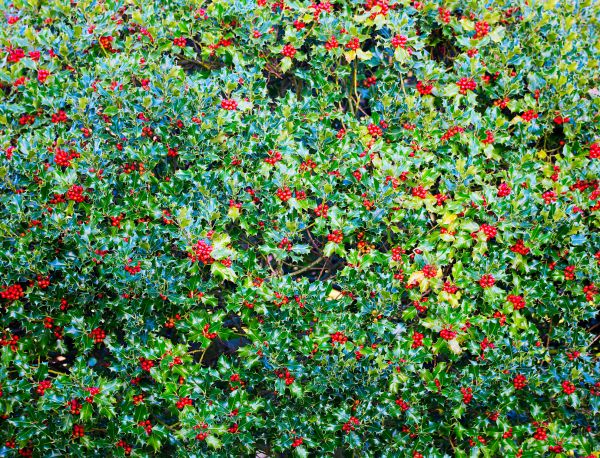 Holly Bush Removal in Windsor