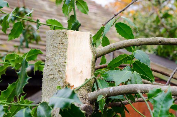 Holly Tree Removal in Windsor