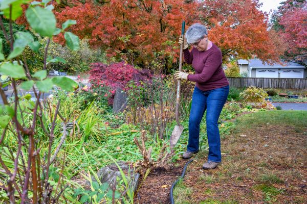 Dead Bush Removal in Windsor