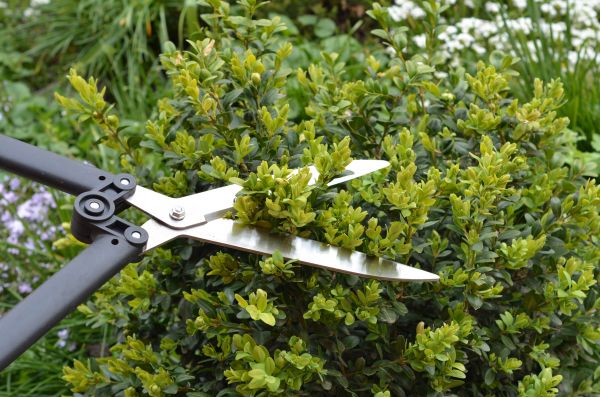 Cost of Boxwood Trimming in Windsor